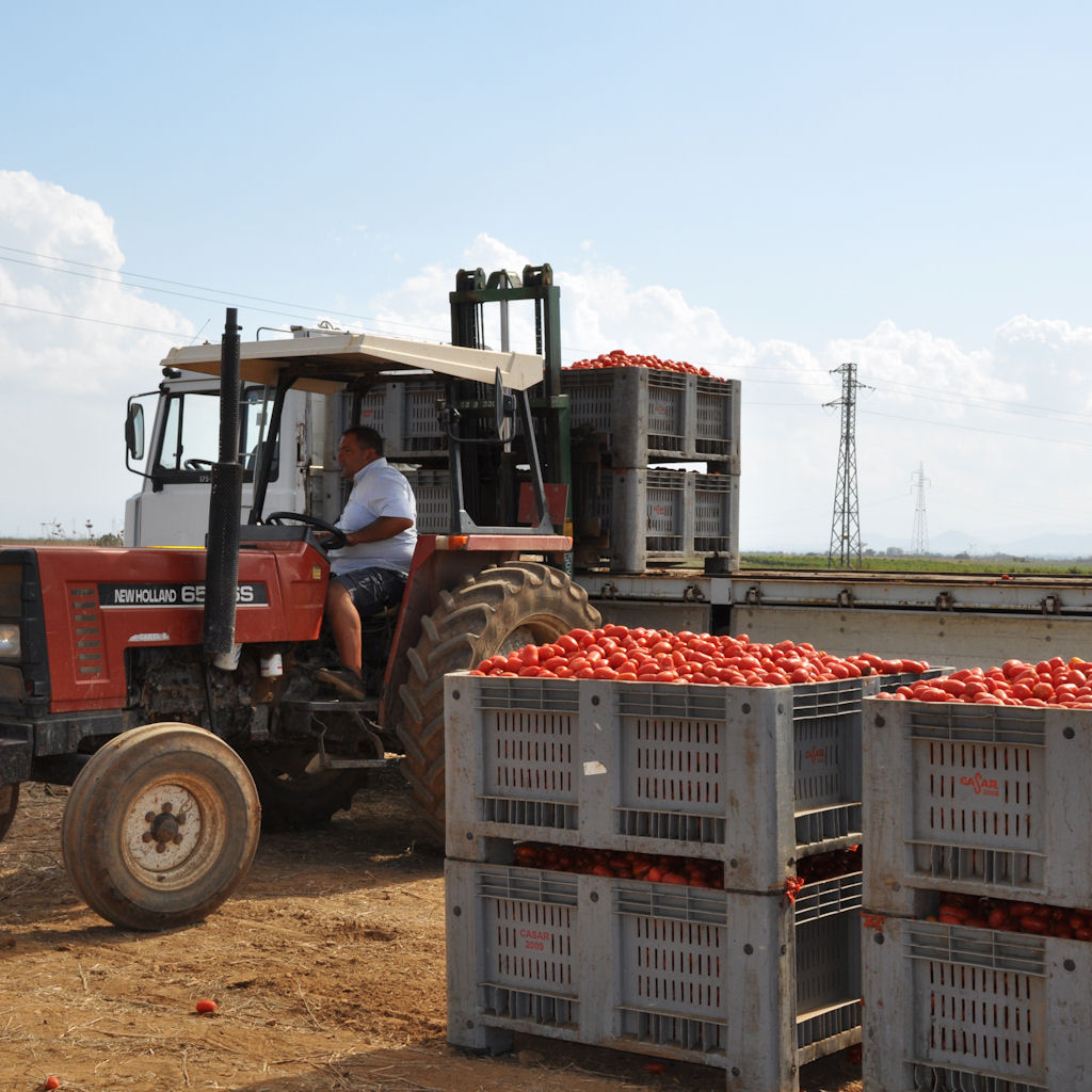 20101011_Raccolta_meccanizzata_pomodoro41_d0[1].jpg