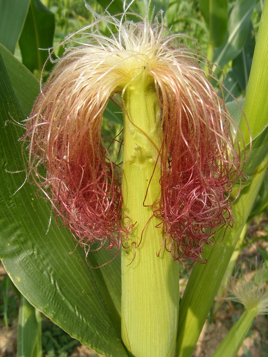 agriculture-87608_960_720.jpg