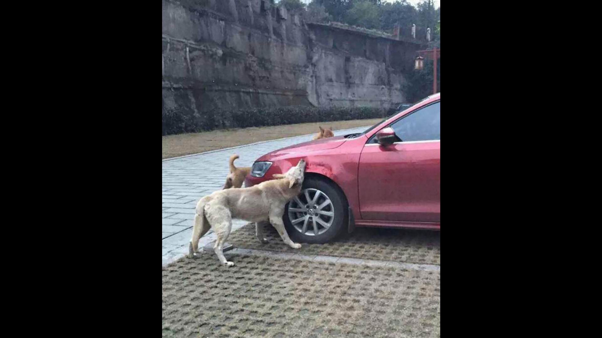 auto-attaccata-dai-cani-in-turchia-il-video-e-virale.jpg