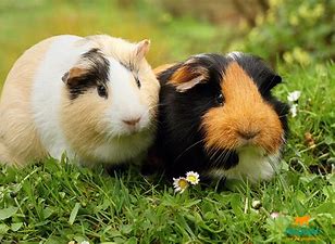 cavia.jpg