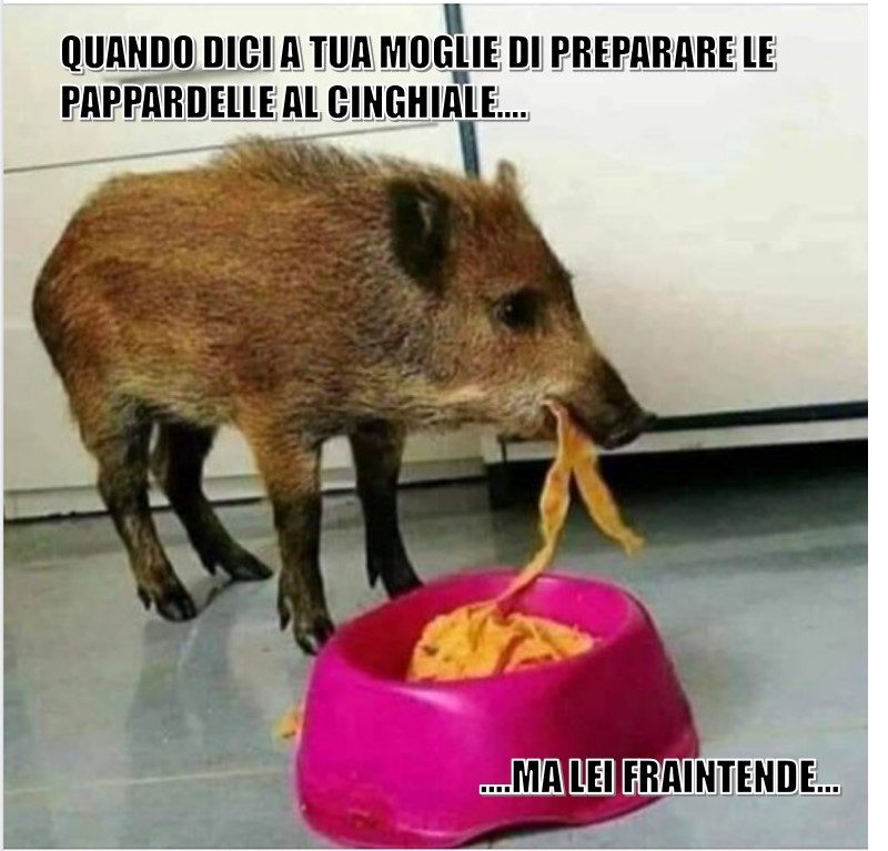 cinghiale.jpg