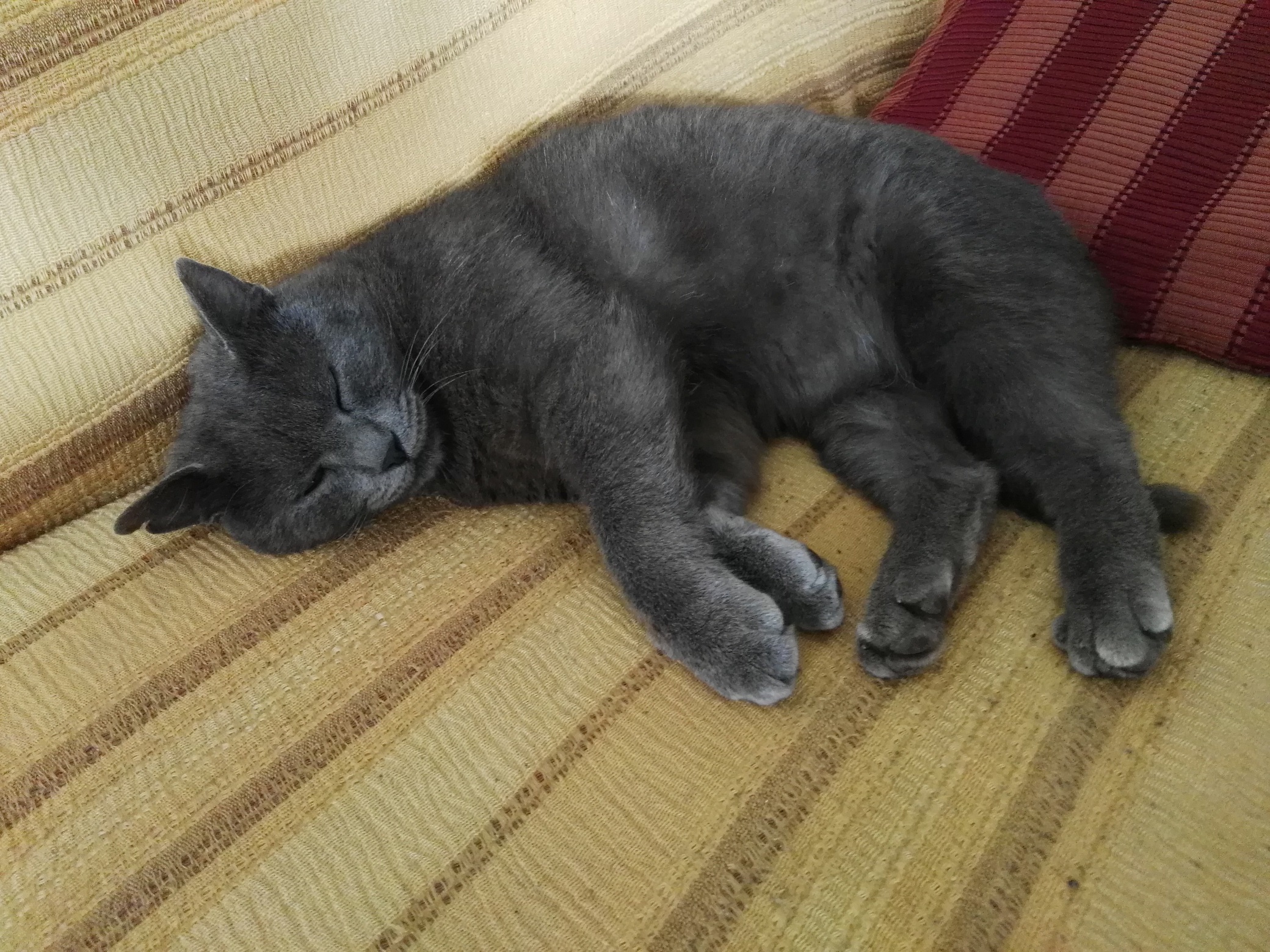 felino in riposo.jpg