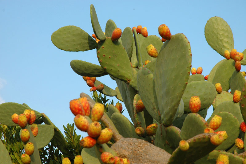 fichi.jpg