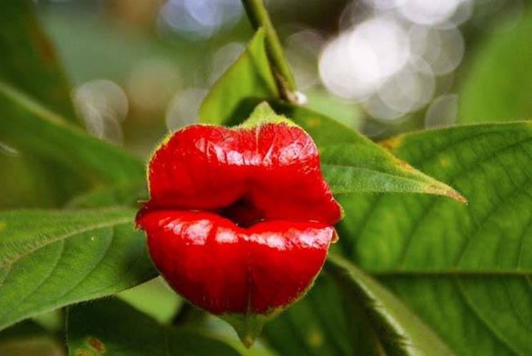 fiori-dalle-forme-strane_NG4.jpg