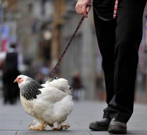 gallina-al-guinzaglio.jpg