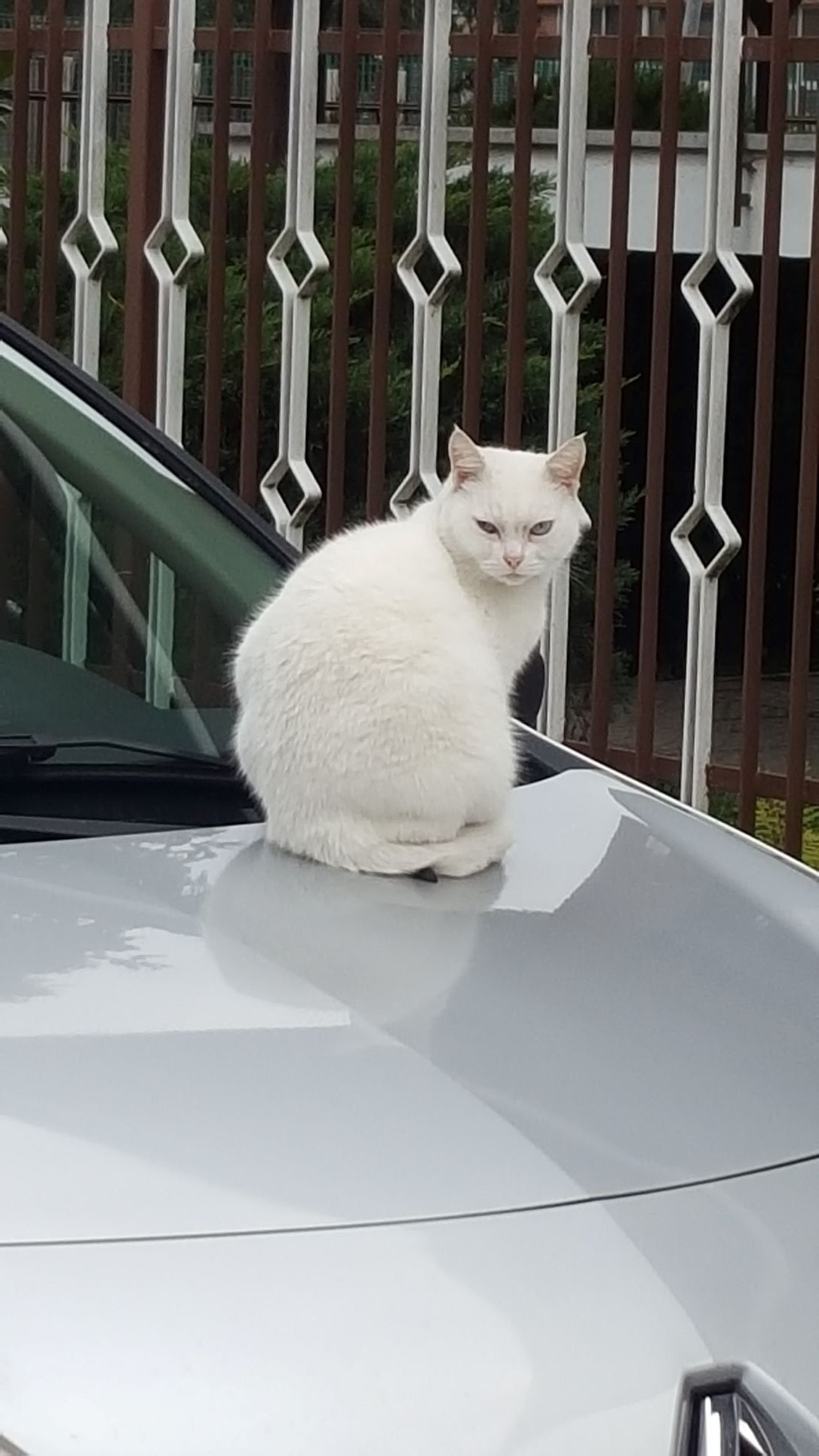 gatto1.jpg