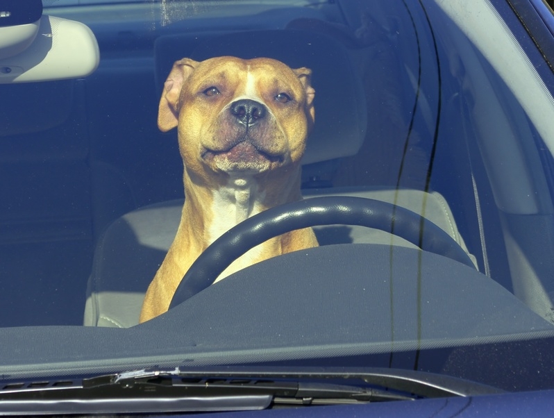 image-articolo-il-cane-si-mette-in-viaggio.jpg