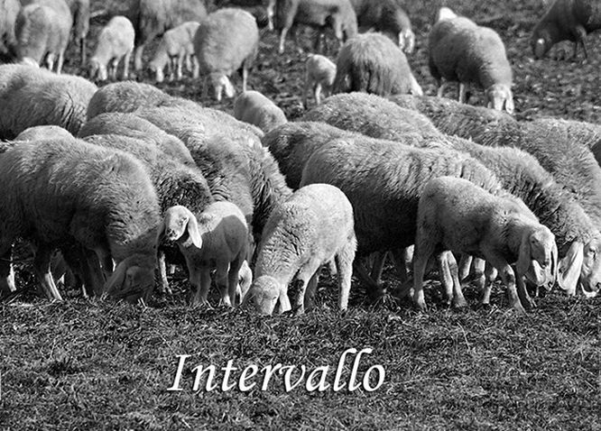 Intervallo-Rai-pecore.jpg