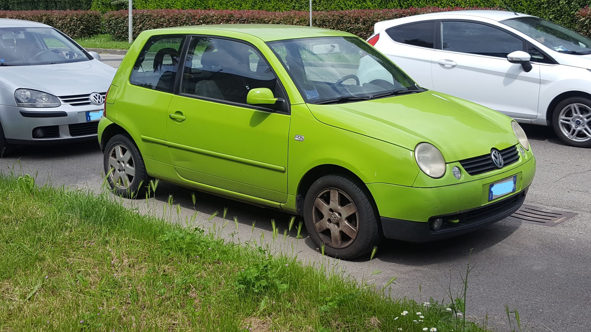 lupo acida.jpg