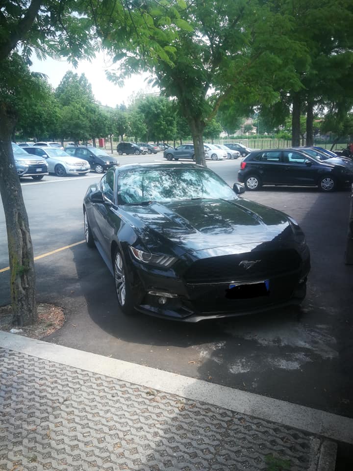 mustang 4.jpg