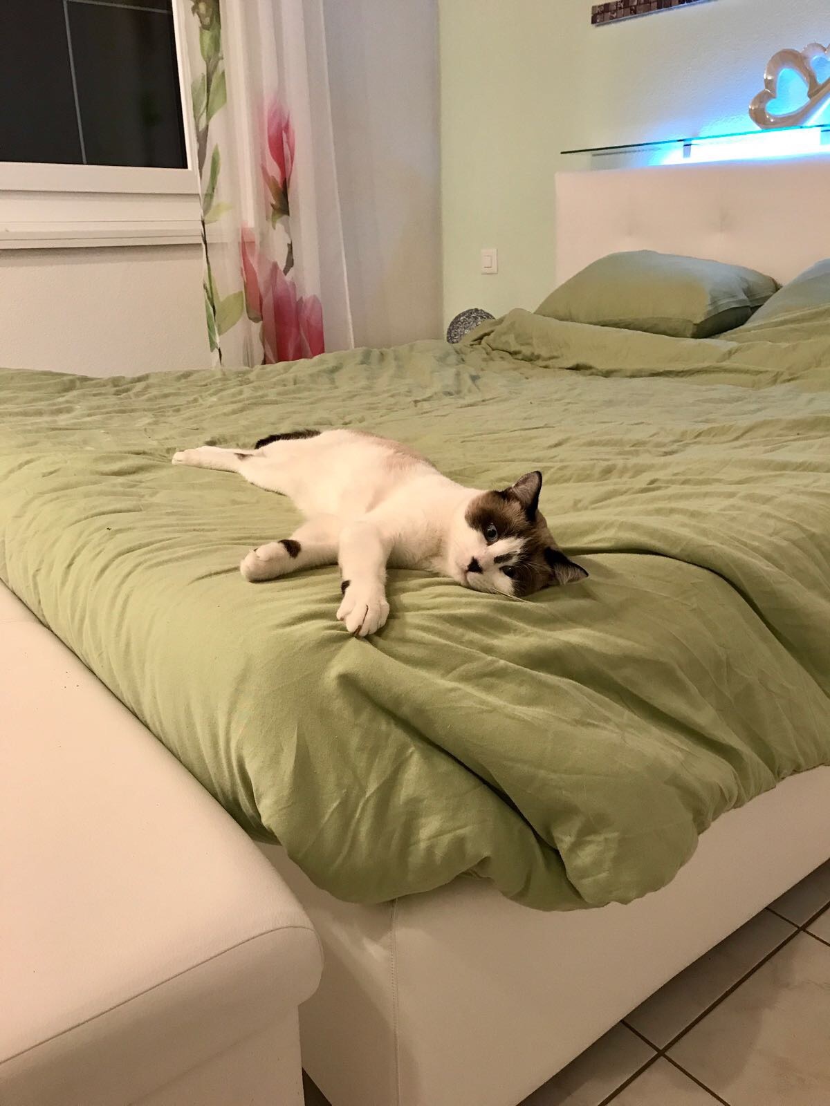 Pippo 1.jpg