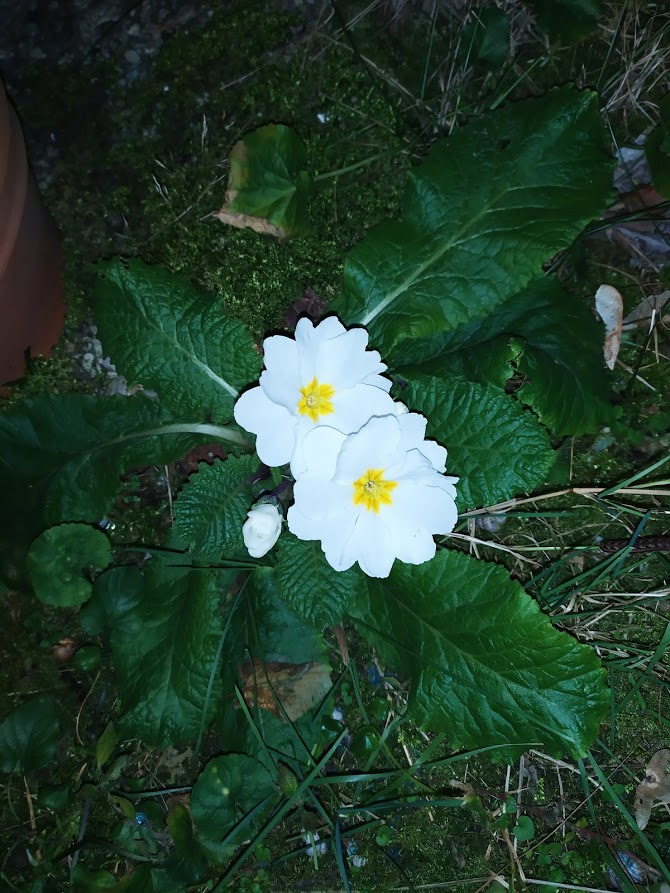primavera1.jpg