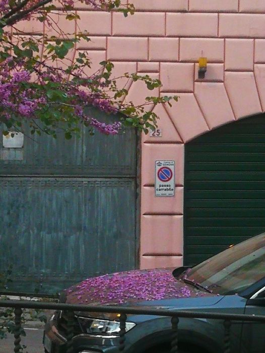 t-roc petalosa.jpg