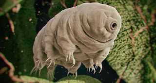 tardigrado.jpg