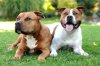 amstaff.jpg