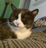 gatti 4.jpg