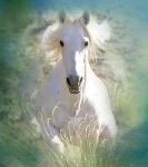 Shadowfax88