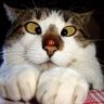 Gattopleba80